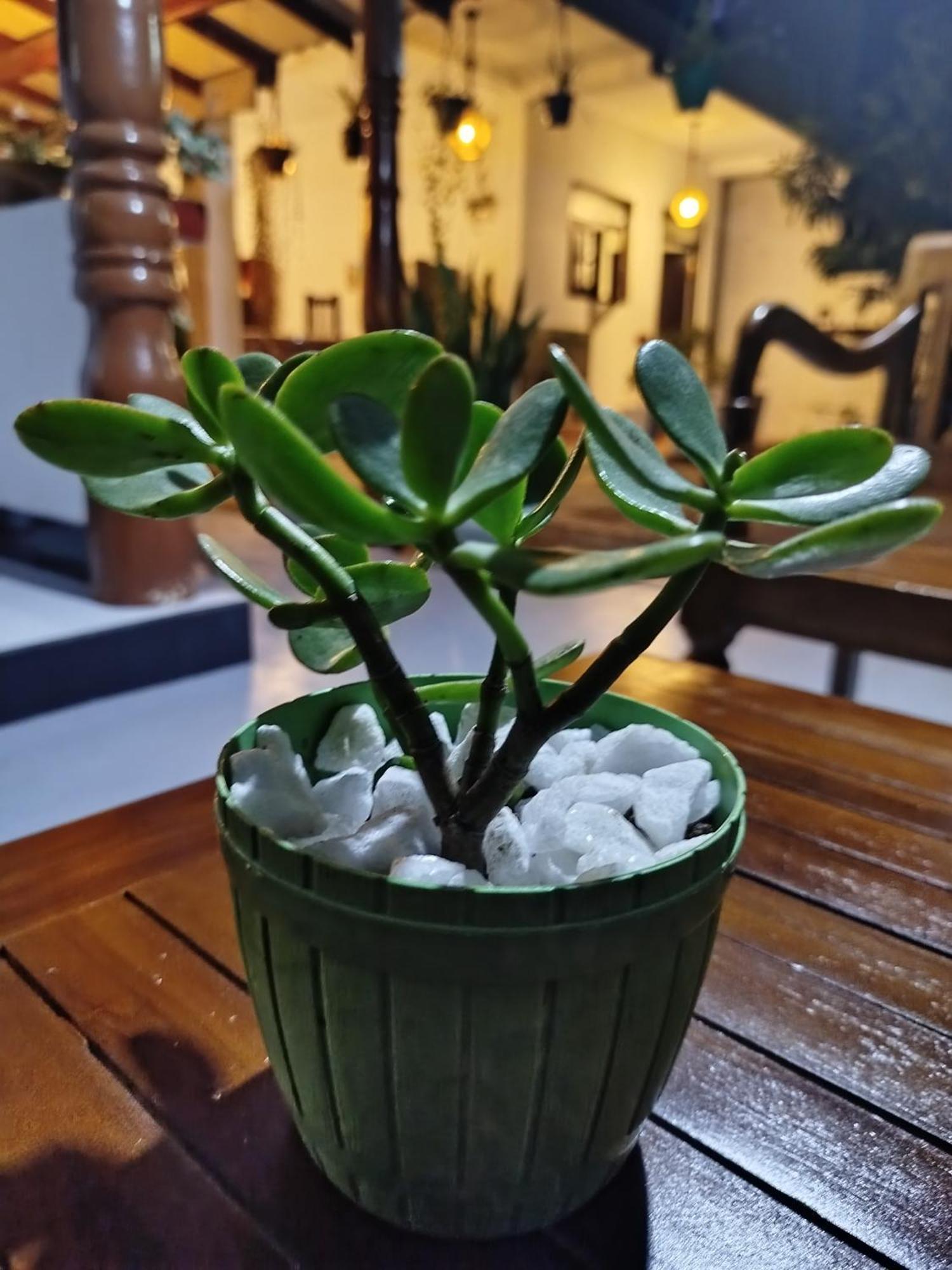 Little Villa Guest House Ahangama Bagian luar foto